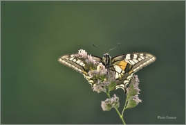 <p>OTAKÁREK FENYKLOVÝ (Papilio machaon) Rychnov u Jbc n. N. ----- /Old World swallowtail - Schwalbenschwanz/</p>